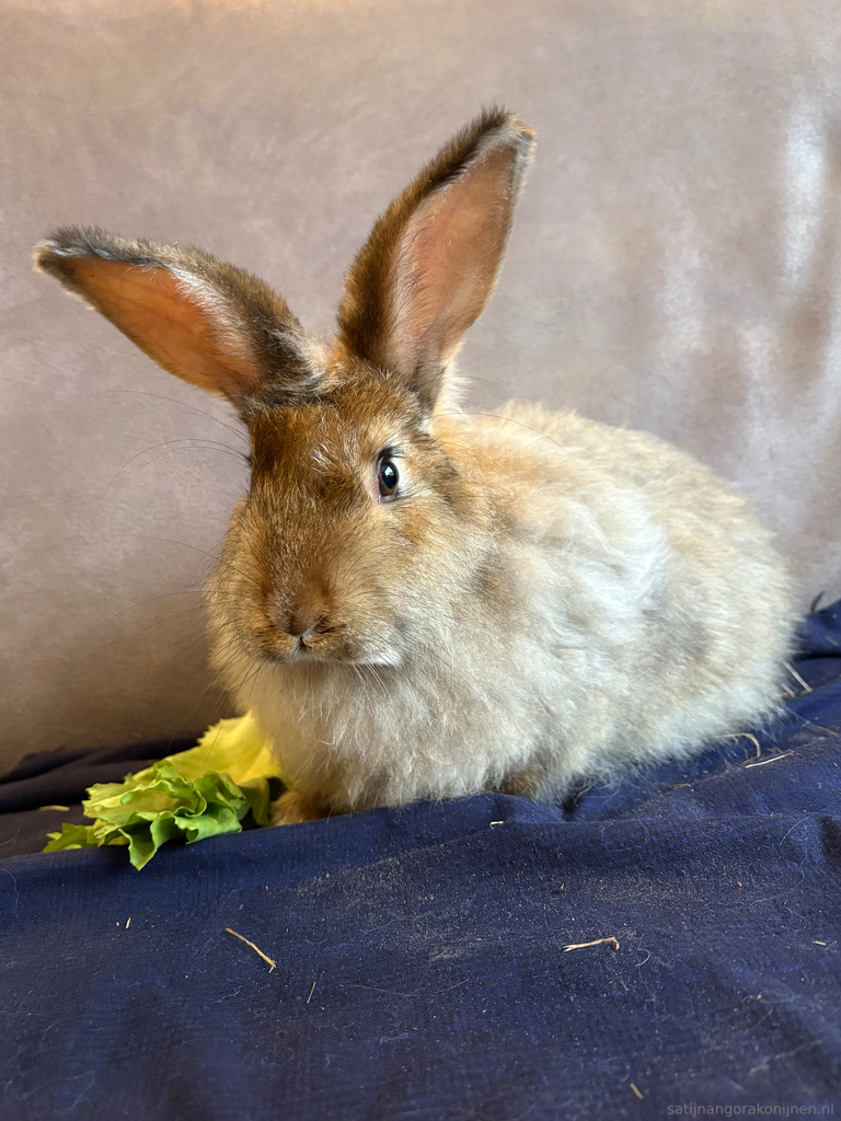 Satijn Angora konijn satijnangora