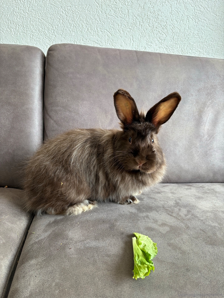 Satijn Angora konijn satijnangora