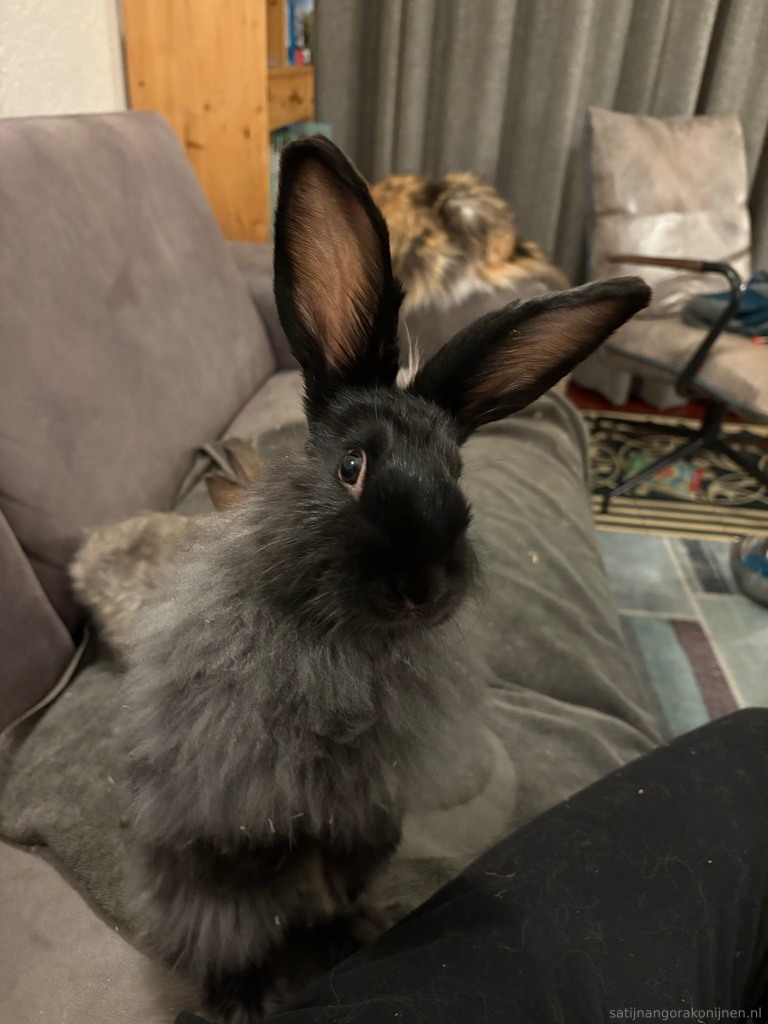 Satijn Angora konijn satijnangora